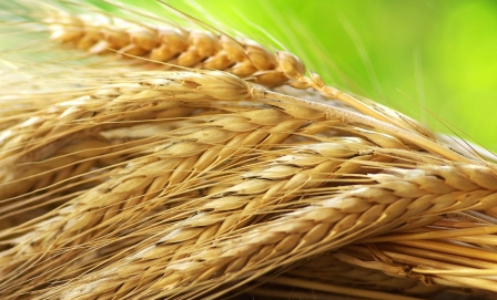Цены на пшеницу остаются под давлением осадков в США