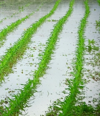 Наводнения в США нанесли огромные убытки фермерам