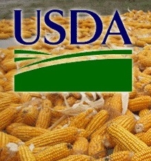 Corn prices reacted to the USDA reports a decline in