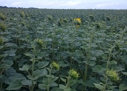 A high sowing rate will increase the yield of sunflower in the new season
