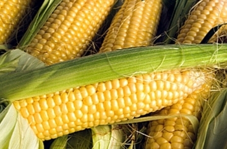 USDA increased its estimate of global corn production at 9 million tons