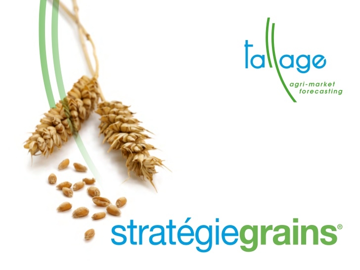Strategie Grains forecasts a good grain harvest in the EU in the next season