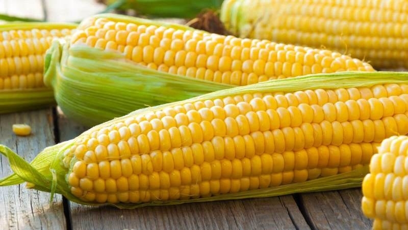 The increase in sentences may reduce corn prices 