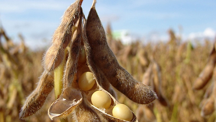 IGC forecasts a record level of soybean production in the world in 2020/21 MG