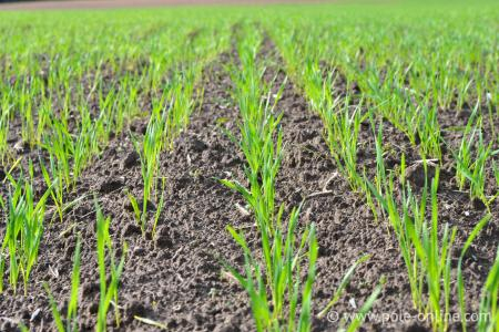 Ukrainian winter crops are in good and satisfactory condition