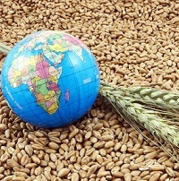Из-за высоких цен предложений Египет приобрел на тендере лишь 55 тыс т пшеницы