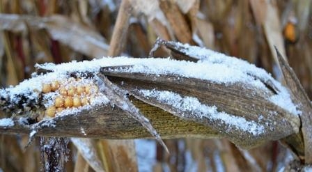 The snow has left 2.5 million tons of corn