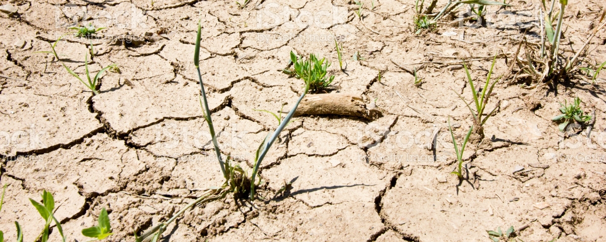 Жара и засуха в Аргентине все больше беспокоят трейдеров