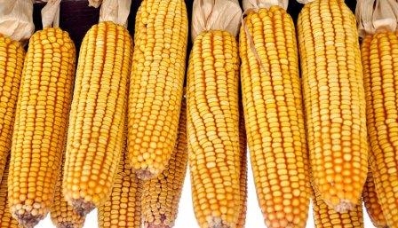 Demand for corn is held at a high level