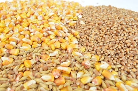 Export of corn from Ukraine and prices remain stable