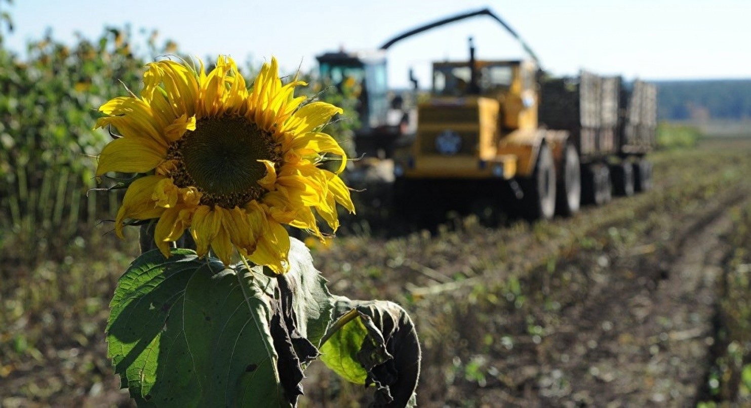 Ukraine is finishing harvesting soybeans and sunflowers, but corn has been threshed on only 50% of the area