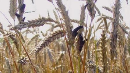 Єгипет поки не підтвердив відмову від румунської та російської пшениці