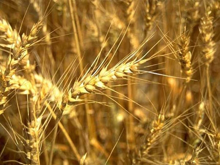 Цена пшеницы в Чикаго растет накануне отчета USDA