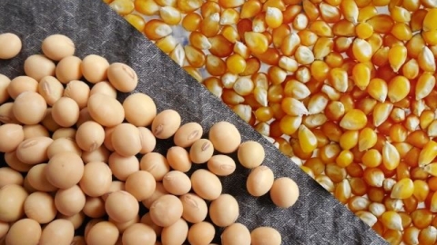 Благоприятная погода в Бразилии, Аргентине и США усиливает давление на цены на сою и кукурузу