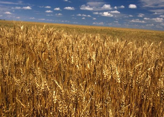 The USDA increased the forecast of world wheat production in 2016/17 MG