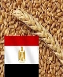 The purchase price of a wheat tender in Egypt decreased by 9 $/t