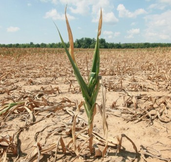 Жаркая погода может сильно снизить мировой урожай зерна