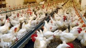 В 2023 г. Украина экспортировала курятины на 800 млн $