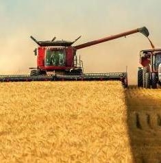 Wheat prices show a gradual increase