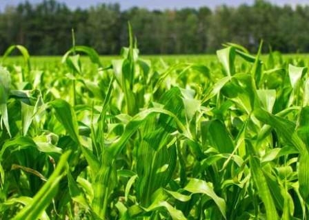 Strategie Grains может уменьшить прогноз производства кукурузы в ЕС