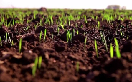 Ukraine sowed winter crops for 79% of the planned areas