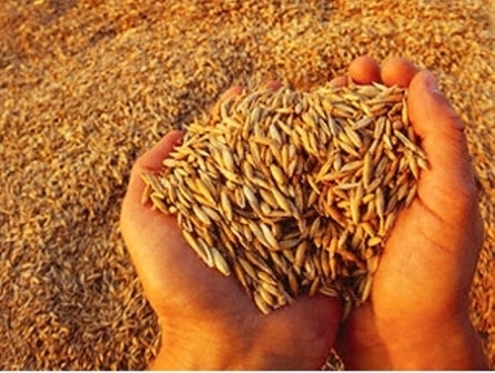 Ukraine has established a ten-year record for the export of barley 