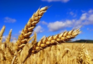 The USDA increased  forecast of wheat production