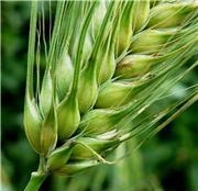 Wheat markets have not yet factors to growth rates