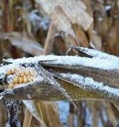 In Ukraine remain uncollected 2 million tons of corn