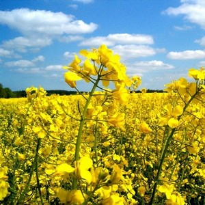 Germany has joined France increased the forecast of rapeseed crop