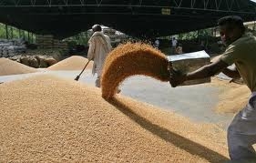 Єгипет знову проігнорував російську пшеницю