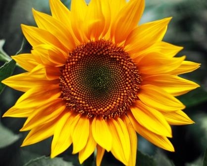 Will the increase in the price of sunflower amounts of acreage?