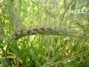 The price of barley falls with increased production forecasts