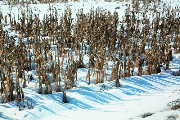 Впервые Украина встречает новый год с неомолоченными 22% площадей кукурузы