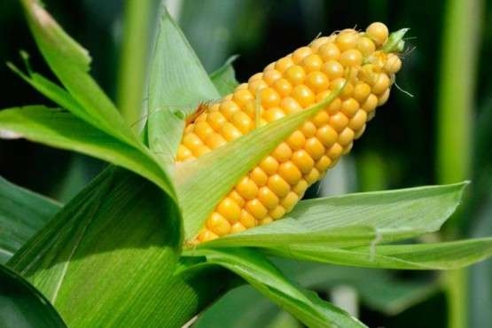 Corn prices partially recouped the fall, but new pressure factors appeared
