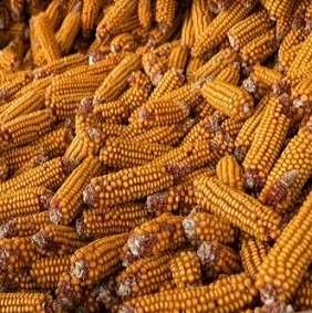 Argentina gradually slows down the export of corn