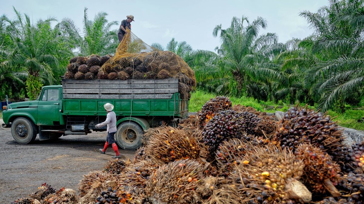 Индонезия продолжает ограничивать экспорт пальмового масла: как это повлияет на цены?