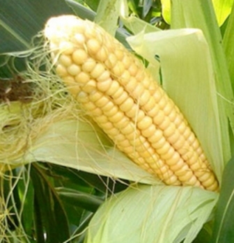 Corn prices fall under pressure from South America