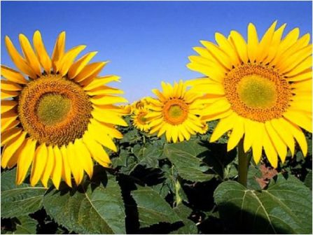 Sunflower is more expensive despite the fall in the price of oil