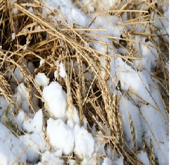 Трейдеры внимательно следят за уборкой пшеницы в России
