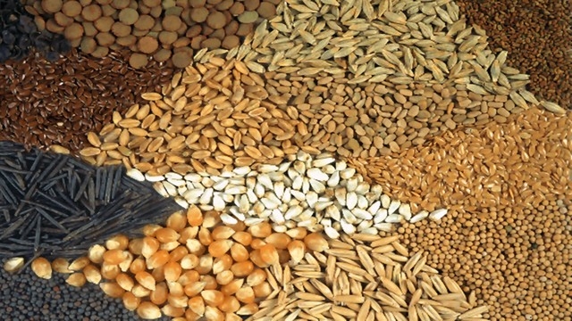 In Ukraine already harvested 58.2 million tons, and in Russia 128.8 million tons of grain