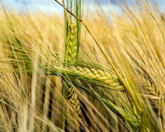 In October, export demand for barley increased in Ukraine