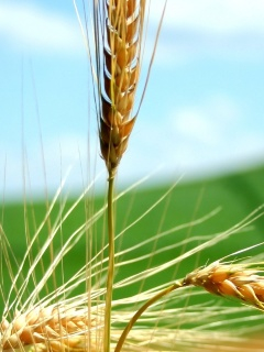 The grain market is under the influence of reports on crops in the U.S. and Canada