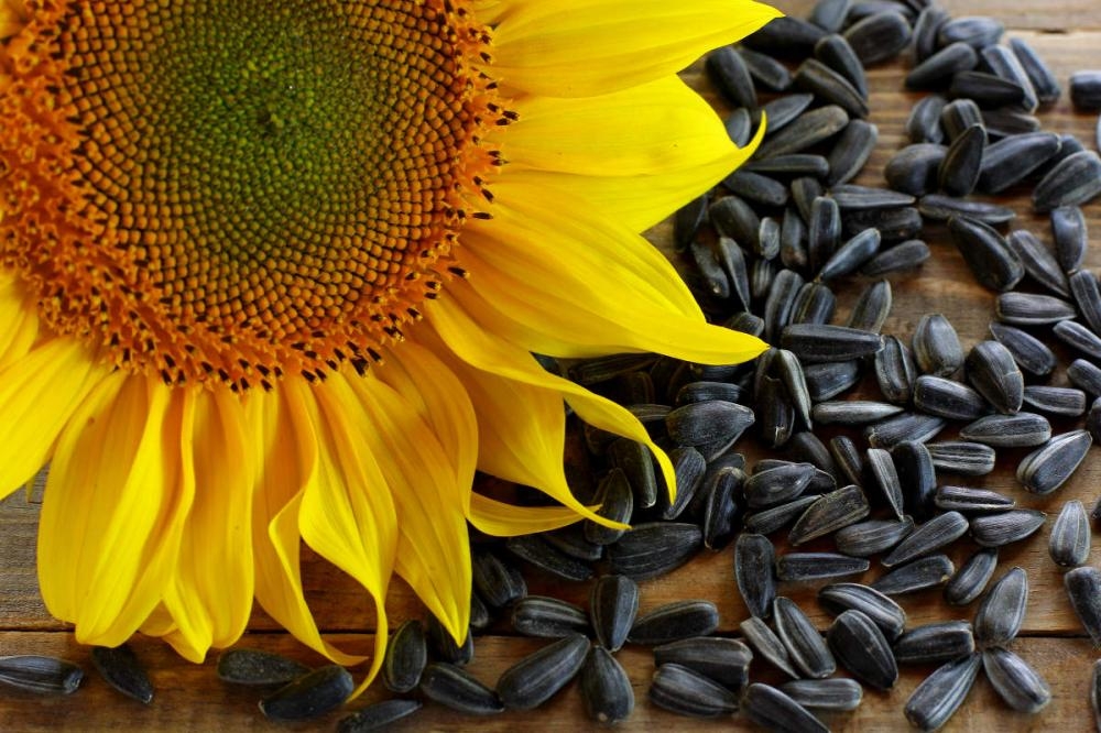 Purchase prices for sunflower seeds continued to grow at a tremendous pace