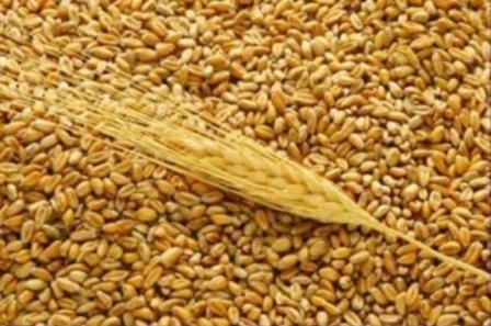 Wheat exchange, the United States fell due to the growth of the dollar