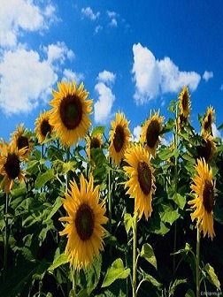 Purchase prices for sunflower seeds in Ukraine fell sharply