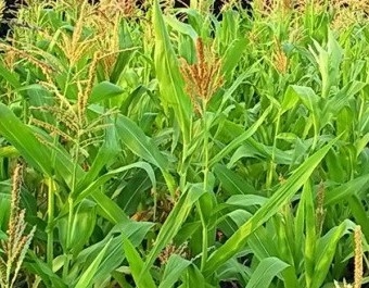 Цены на кукурузу нового урожая растут несмотря на благоприятные погодные условия