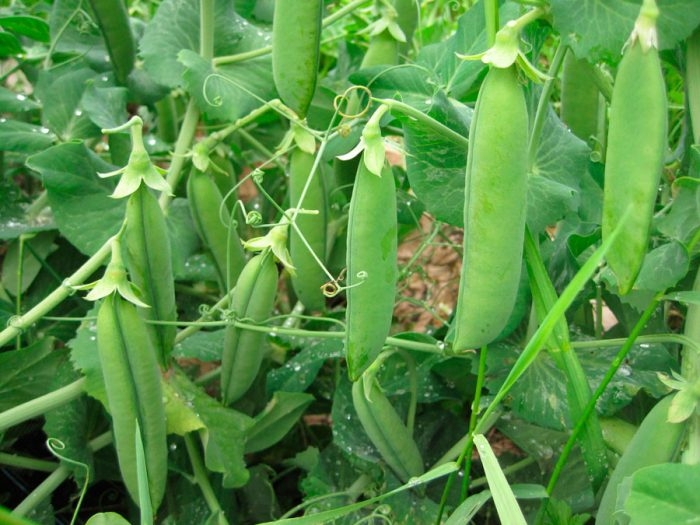 Pea prices in Ukraine rose after India canceled the import duty