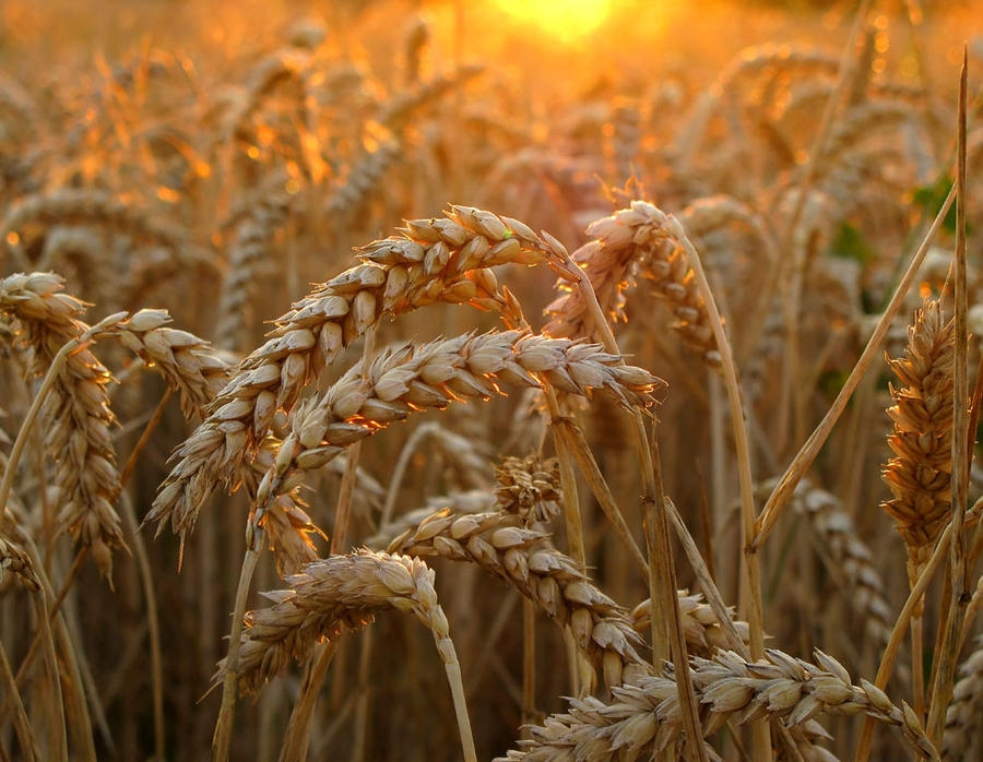 Спекулятивні операції розігрівають ринок пшениці в США