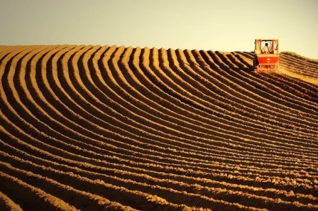 В Украине собрано 85% урожая зерновых 